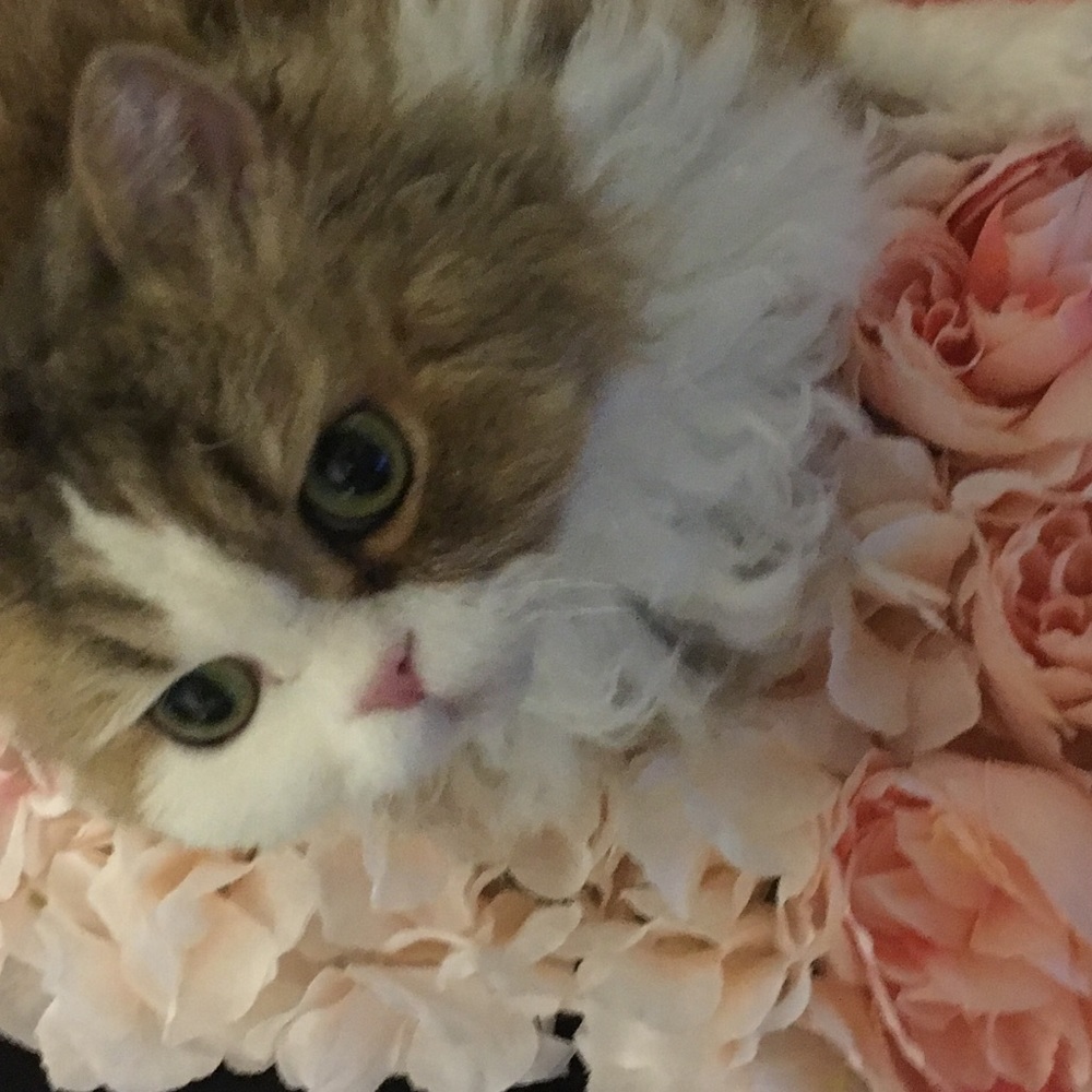 Meet your Posher, Breanne